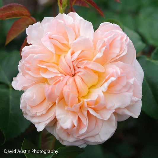 Rosa Evelyn®