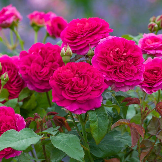 Rosa Gabriel Oak