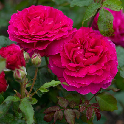 Rosa Gabriel Oak