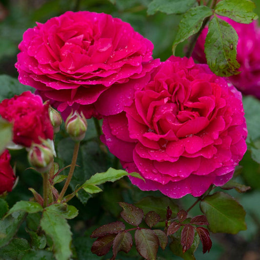 Rosa Gabriel Oak