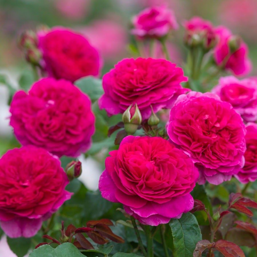 Rosa Gabriel Oak