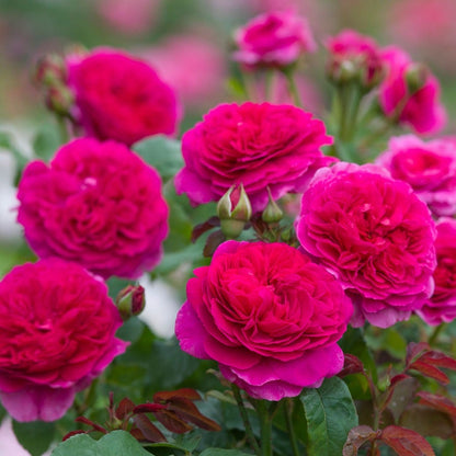Rosa Gabriel Oak