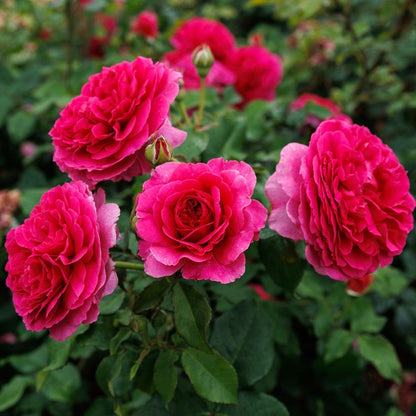 Rosa Gabriel Oak