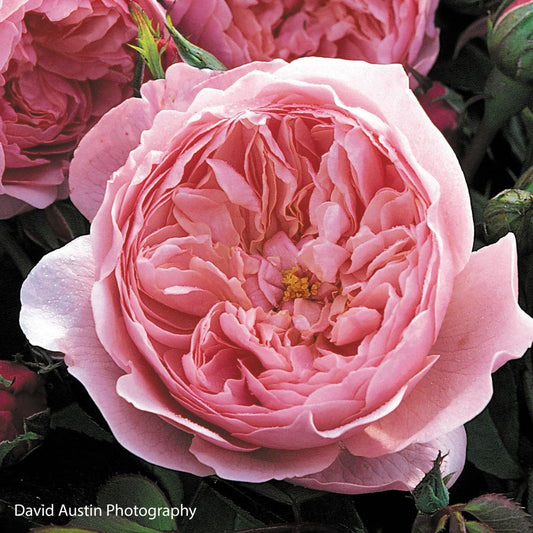Rosa The Alnwick Rose®