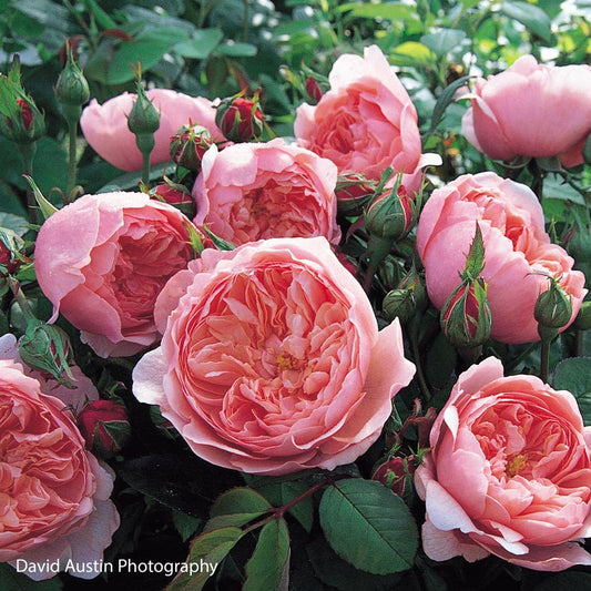 Rosa The Alnwick Rose®