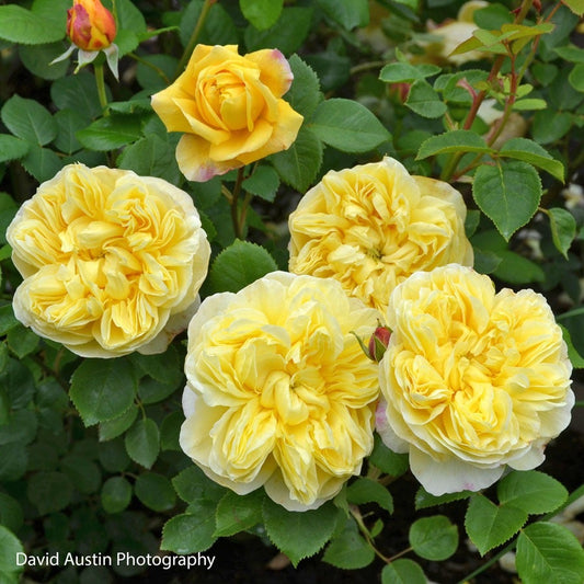 Rosa Charles Darwin