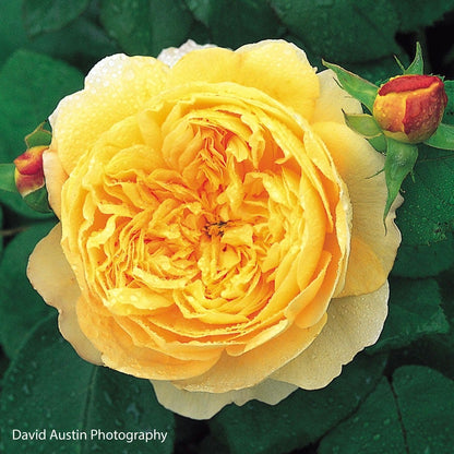 Rosa Charles Darwin