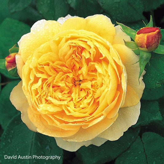 Rosa Charles Darwin