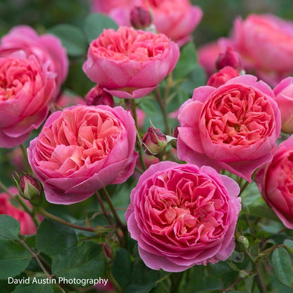 Rosa Boscobel™