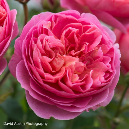 Rosa Boscobel™