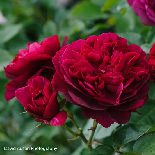 Rosa Darcey Bussell™