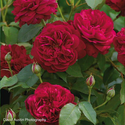 Rosa Darcey Bussell™