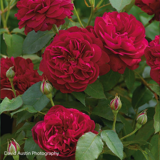 Rosa Darcey Bussell™