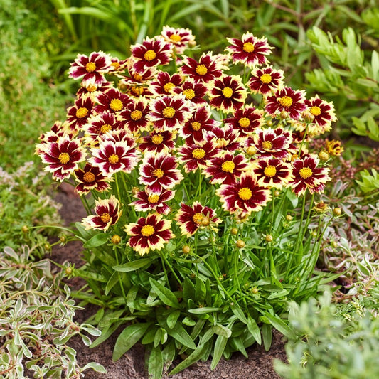 Coreopsis Solar Fancy Tickseed