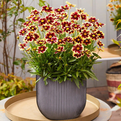 Coreopsis Solar Fancy Tickseed