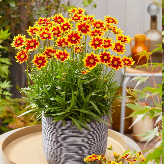 Coreopsis Solar Jewel Tickseed