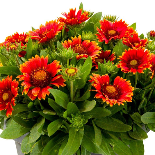 Gaillardia Lunar® 'Eclipse' Blanket Flower