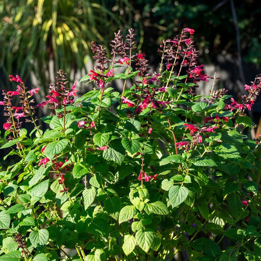 Salvia Bodacious® 'Jammin Jazz' Ornamental Sage