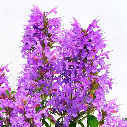 Agastache Sunrise™ Blue Hyssop