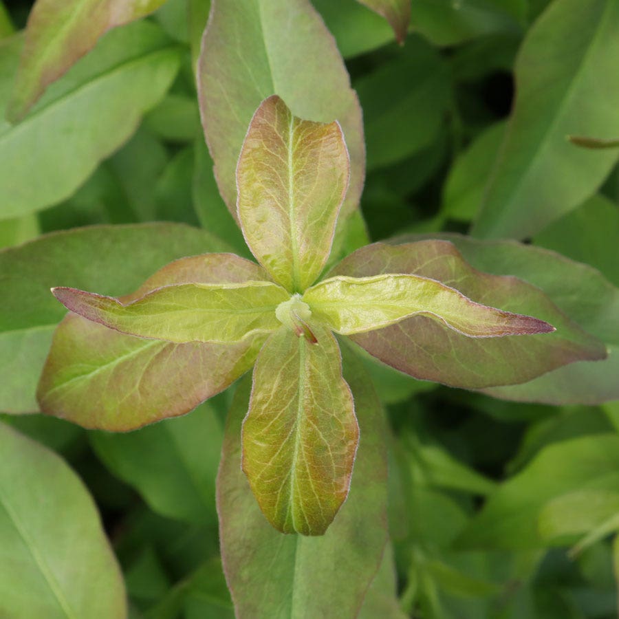 Abelia Sweet Emotion Blaze™