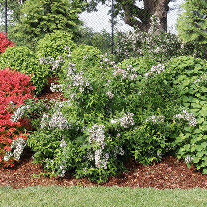 Abelia Sweet Emotion Blaze™