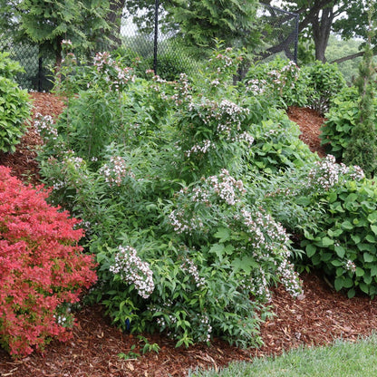 Abelia Sweet Emotion Blaze™