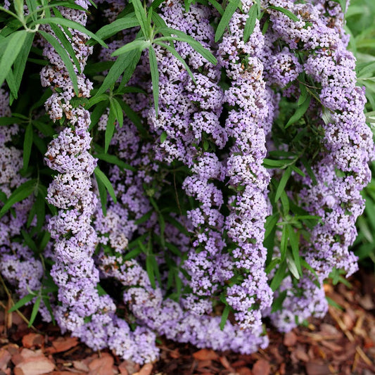 Buddleia Mop Top™ Butterfly Bush