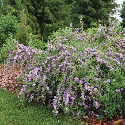 Buddleia Mop Top™ Butterfly Bush