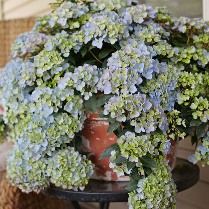 Hydrangea Fairytrail Fresco™ Cascade Hydrangea