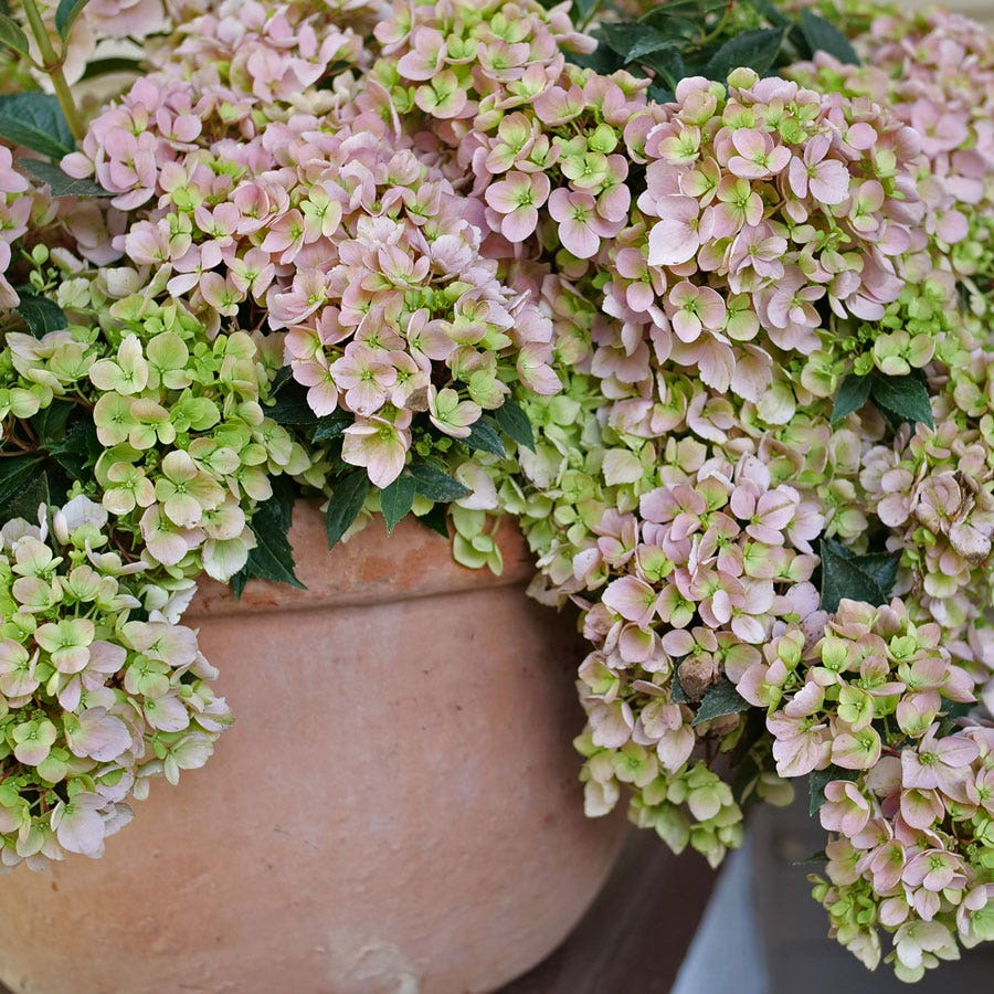 Hydrangea Fairytrail Fresco™ Cascade Hydrangea