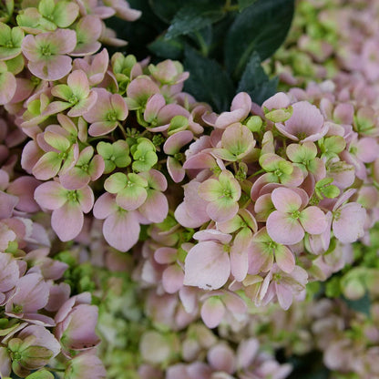 Hydrangea Fairytrail Fresco™ Cascade Hydrangea