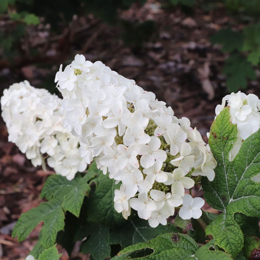 Hydrangea Gatsby Glow Ball™ Oakleaf Hydrangea