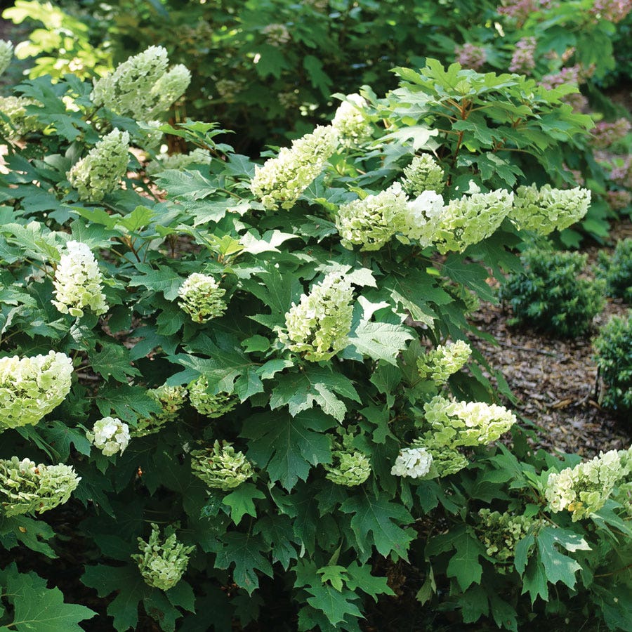 Hydrangea Gatsby Glow Ball™ Oakleaf Hydrangea
