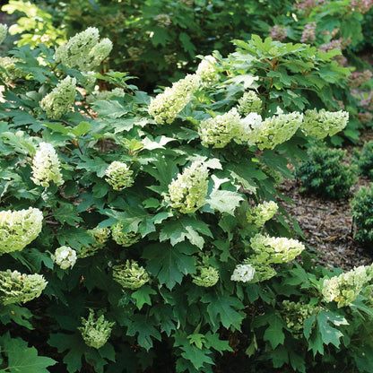 Hydrangea Gatsby Glow Ball™ Oakleaf Hydrangea