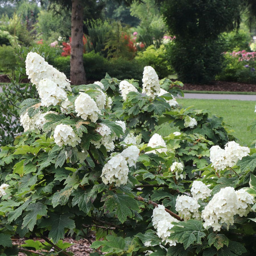 Hydrangea Gatsby Glow Ball™ Oakleaf Hydrangea