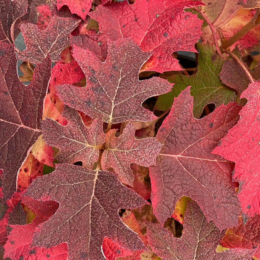 Hydrangea Gatsby Glow Ball™ Oakleaf Hydrangea