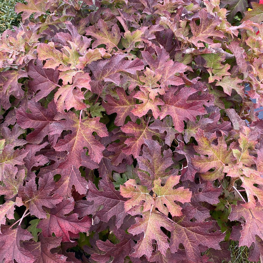 Hydrangea Gatsby Glow Ball™ Oakleaf Hydrangea