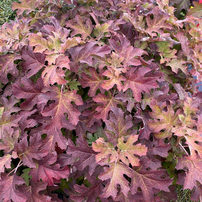 Hydrangea Gatsby Glow Ball™ Oakleaf Hydrangea