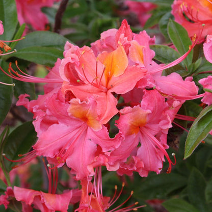 Rhododendron Sweet Reward™ Coral Azalea
