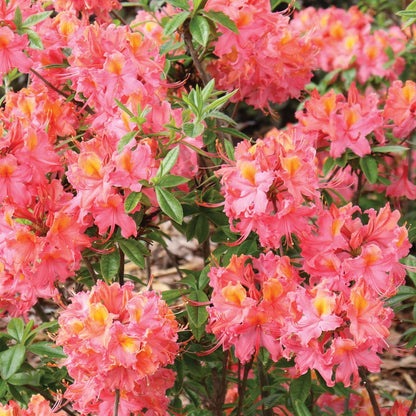 Rhododendron Sweet Reward™ Coral Azalea
