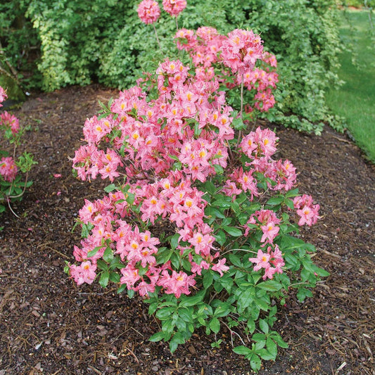 Rhododendron Sweet Reward™ Pink Azalea