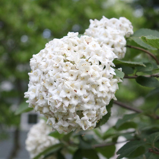 Viburnum Spice Cowboy™ Snowball Bush