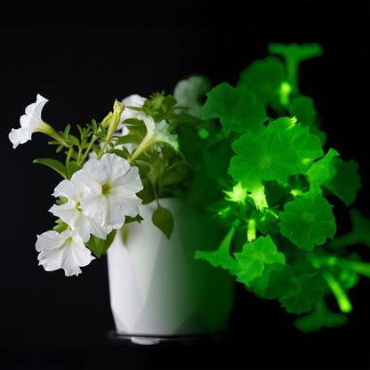 Firefly Petunia