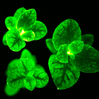 Firefly Petunia