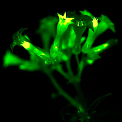 Firefly Petunia