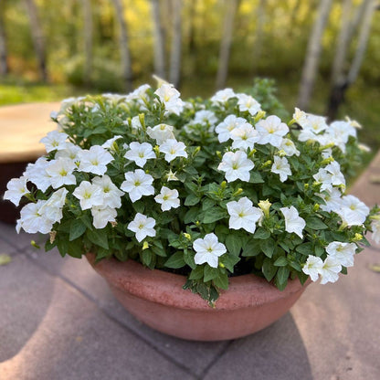 Firefly Petunia