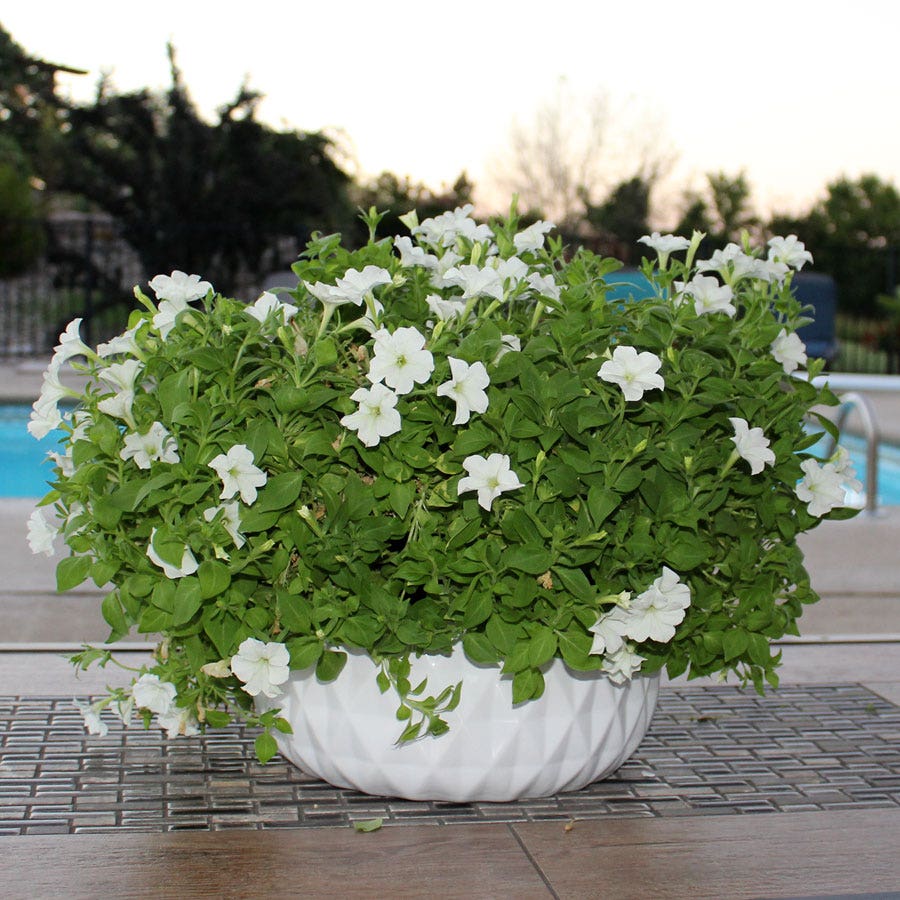 Firefly Petunia