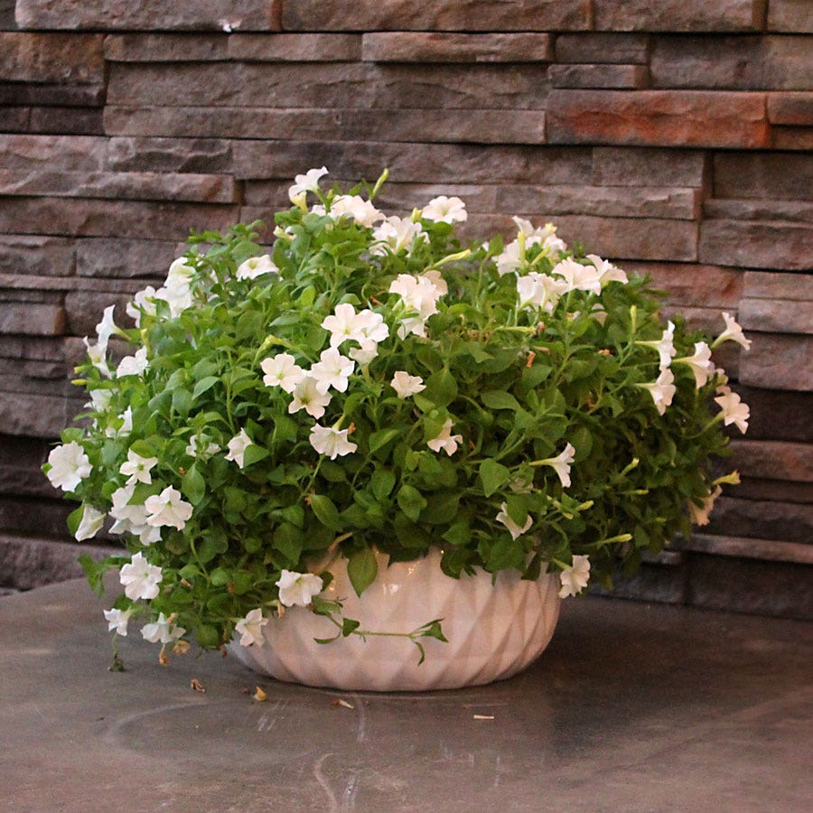 Firefly Petunia