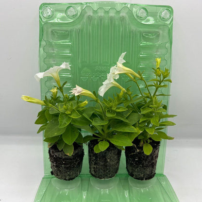 Firefly Petunia