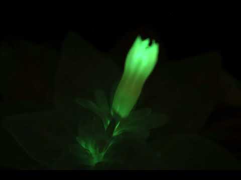 Firefly Petunia